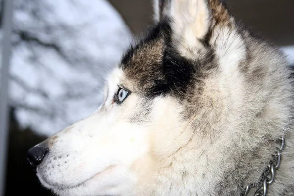 Portret Van Een Schattige Hond — Stockfoto