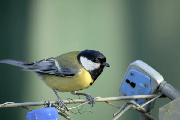 Aussichtsreiche Aussicht Auf Schöne Vögel Der Natur — Stockfoto