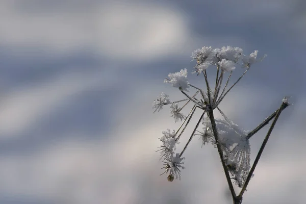 Вид Зимову Сцену — стокове фото