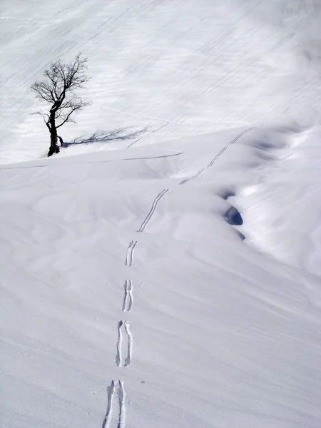 Track Snow — Stock Photo, Image