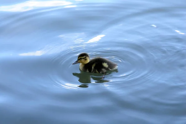 Zicht Prachtige Vogel Natuur — Stockfoto