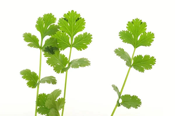 Also Called Chinese Parsley Its Mild Peppery Taste Mainly Used — Stock Photo, Image