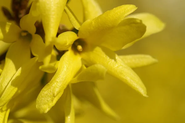 Frumos Împușcat Botanic Tapet Natural — Fotografie, imagine de stoc