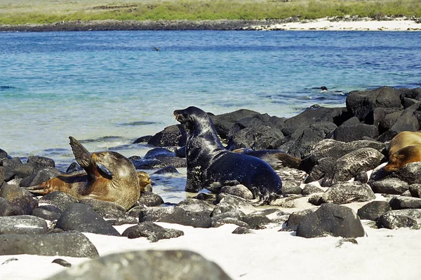 Genovesa Island Uppkallad Efter Den Italienska Staden Genua — Stockfoto