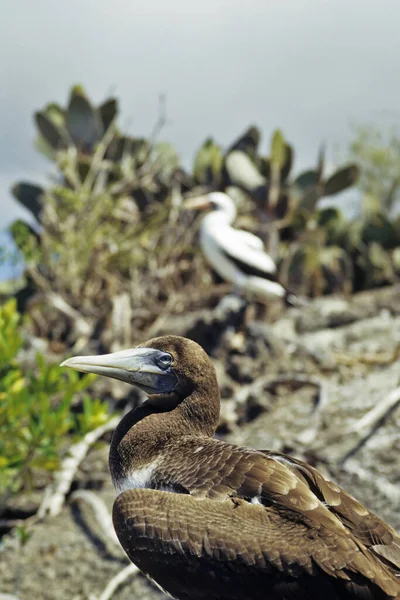 Природоохоронний Заповідник Заповідна Територія Важлива Флори Фауни — стокове фото