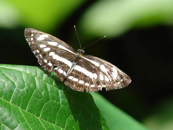 Nahaufnahme Von Schmetterling Wildniskonzept — Stockfoto