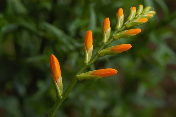 Vackra Blommor Blommigt Koncept Bakgrund — Stockfoto