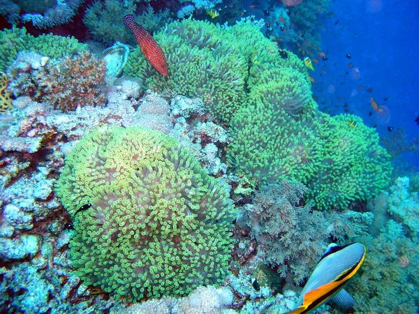 Szenischer Blick Auf Die Unterwasserwelt — Stockfoto