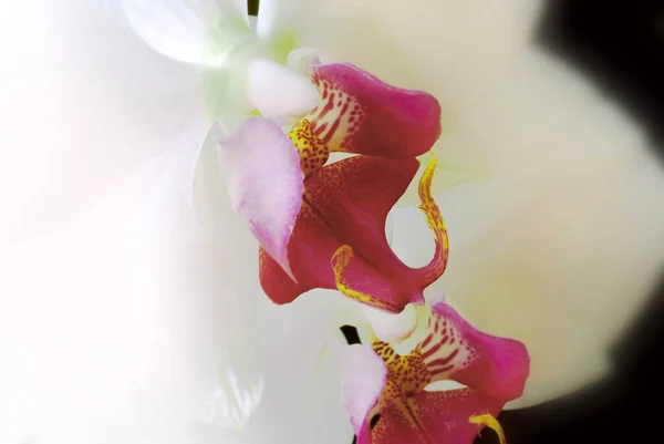 Floraison Printanière Floraison Orchidée — Photo