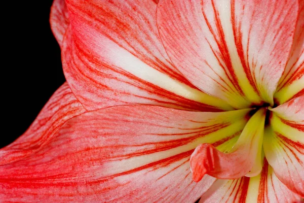 Amaryllis Çiçek Yaprakları Flora — Stok fotoğraf