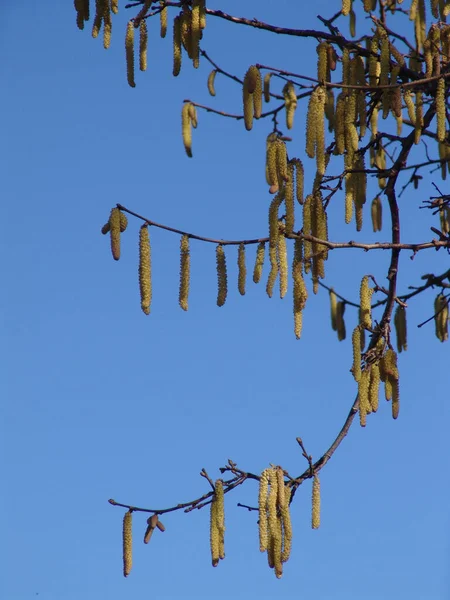 Gren Ett Päronträd Med Blå Himmel — Stockfoto