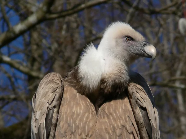 Schilderachtig Uitzicht Ganzenvogel Natuur — Stockfoto