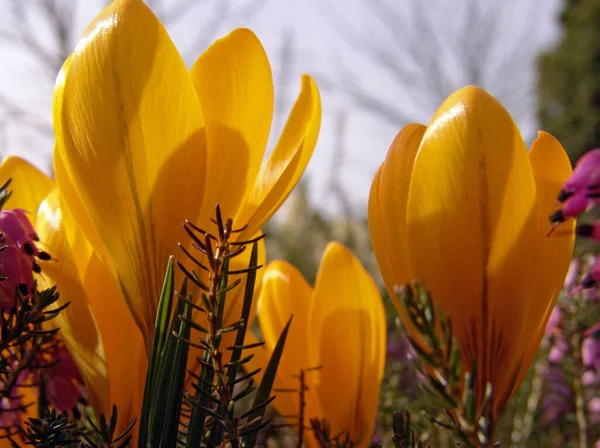 Crocus Virágok Szirmok Tavaszi Növény — Stock Fotó