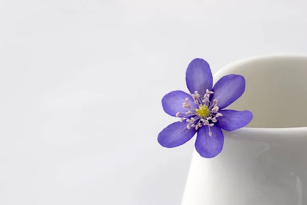 Leberblüte Lila Blume — Stockfoto