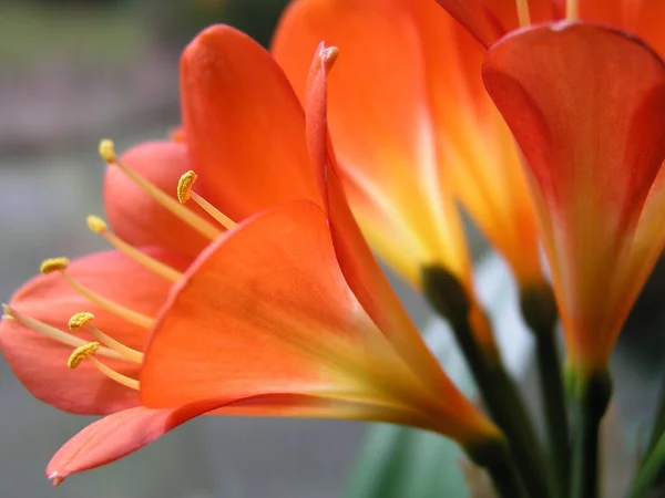 Close Red Lily Flower — Stock Photo, Image