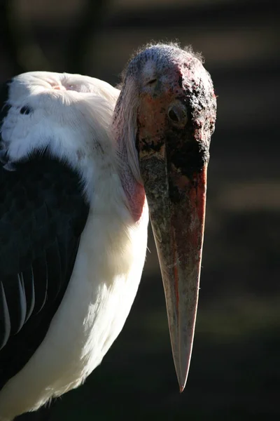 Vacker Utsikt Över Vacker Fågel Naturen — Stockfoto