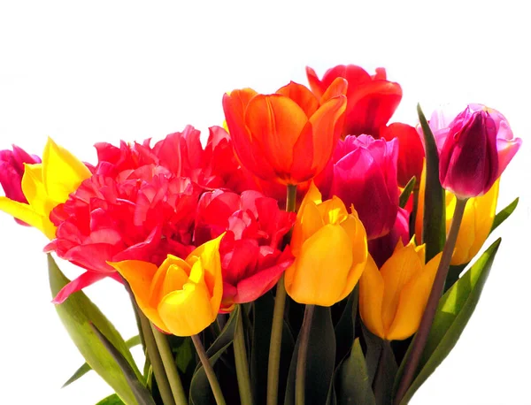 Schöne Tulpen Frühlingsblumen — Stockfoto