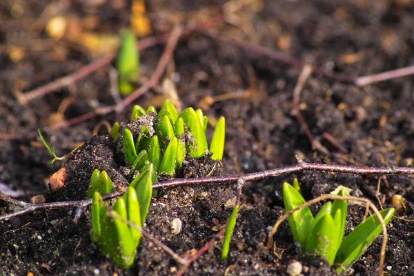 Weet Niet Wat Voor Plan Dit Maar Hopelijk Komt Geen — Stockfoto