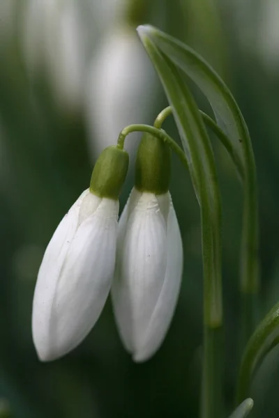 Primavera Branco Nevascas Flores — Fotografia de Stock