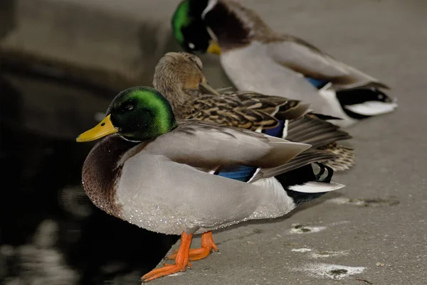 Para Senhora Pato Emancipada Hoje Uma Erudição Não Suficiente — Fotografia de Stock