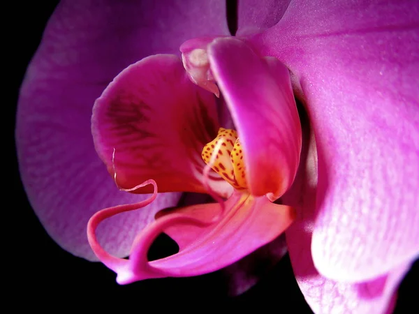 Primavera Orquídea Flores Flor — Fotografia de Stock