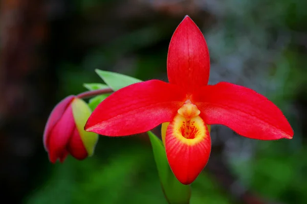 Las Flores Manantial Florecen —  Fotos de Stock