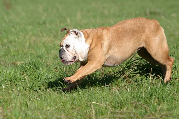 Visão Cênica Cão Cachorrinho Bonito — Fotografia de Stock