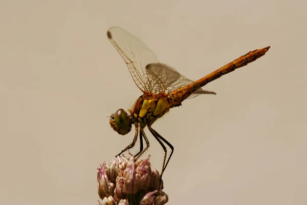 Auf Einer Chiunderblume Blumenkasten — Stockfoto