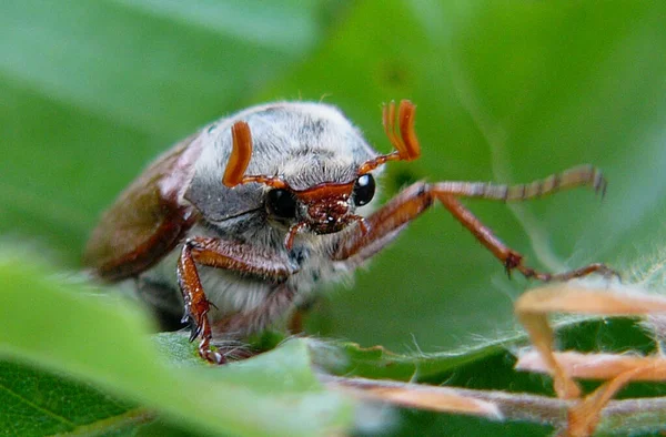 Primer Plano Error Naturaleza Salvaje — Foto de Stock