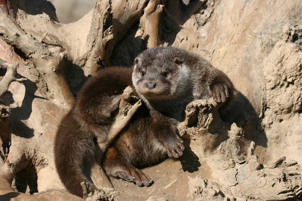 Lutra Lutra Otters Fish Hunter Animal — Stock Photo, Image