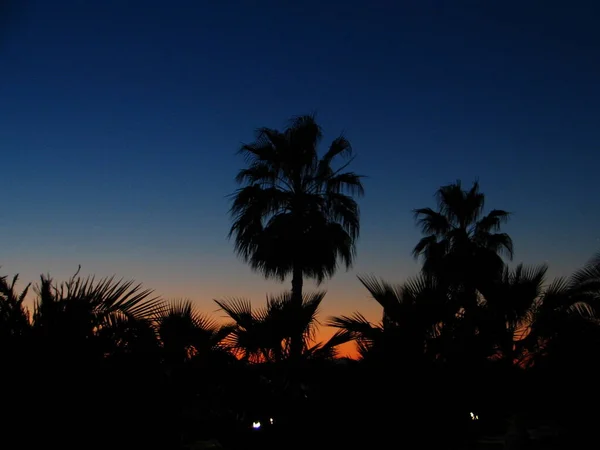 Silhouet Van Palmbomen Het Strand — Stockfoto