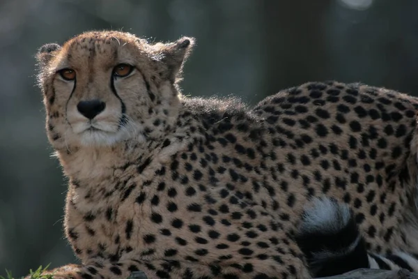 Όμορφη Μεγάλη Γάτα Τσιτάχ Savannah Άγριο Ζώο — Φωτογραφία Αρχείου