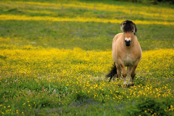 Pferd Auf Blumenwiese — Stockfoto