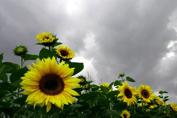 Pétalos Flores Amarillas Girasoles —  Fotos de Stock