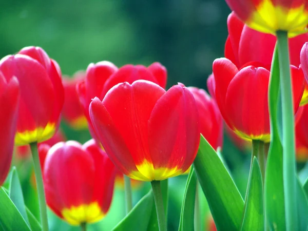 Květní Lístky Tulipánů Jarní Flóra — Stock fotografie