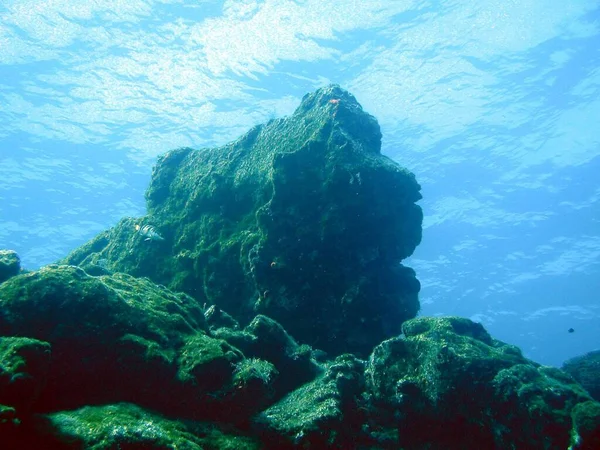水下摄影 海洋生物 — 图库照片