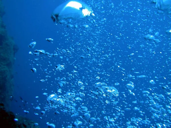 Underwater Photography Marine Life — Stock Photo, Image
