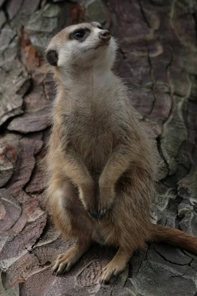 Encerramento Animais Jardim Zoológico — Fotografia de Stock