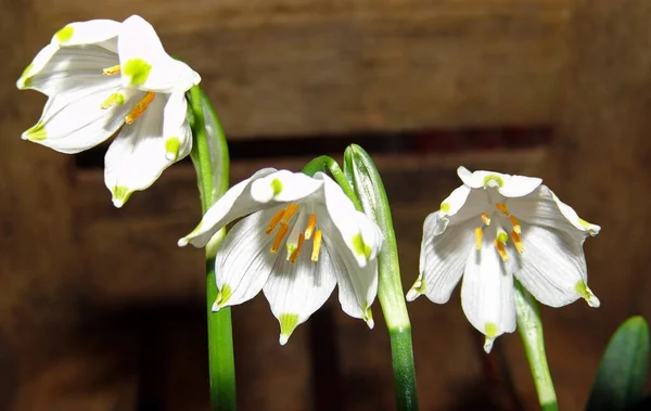 Flores Cocodrilo Blanco Sobre Fondo Madera — Foto de Stock