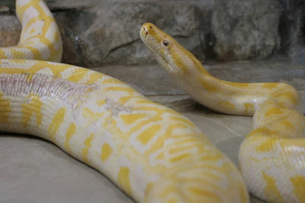 Vista Majestosa Serpente Python Selvagem — Fotografia de Stock