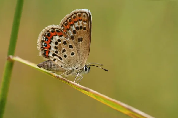 Close Van Een Insect Wilde Natuur — Stockfoto