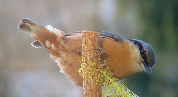 Euraasialainen Nuthatch Pieni Ohimenevä Lintu — kuvapankkivalokuva