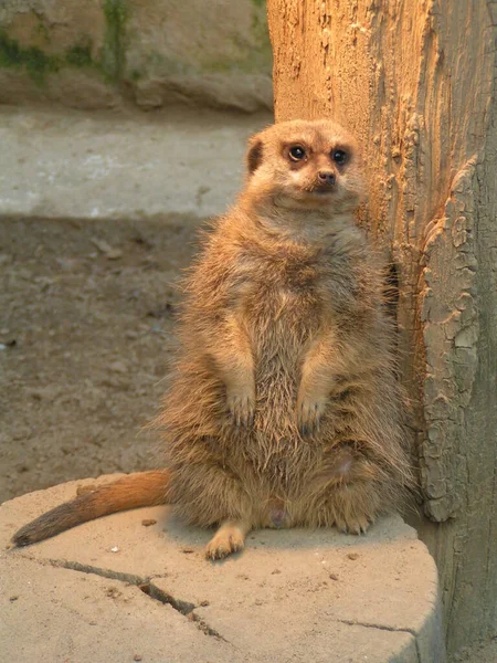 Meerkats Sob Lâmpada Calor — Fotografia de Stock