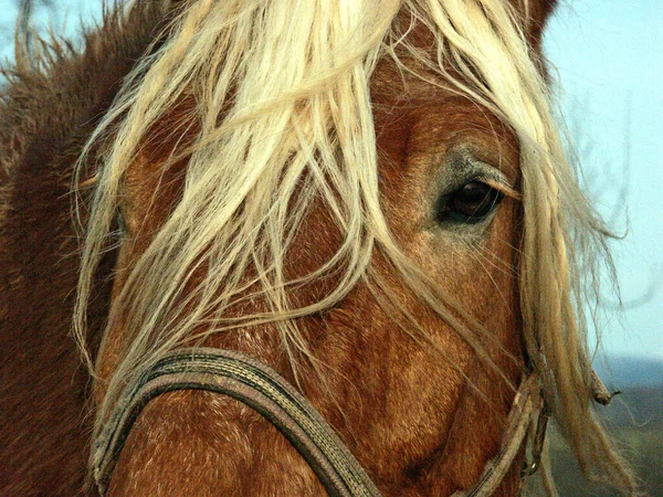 Roztomilý Kůň Divoké Přírodě — Stock fotografie