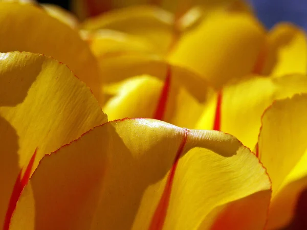 Bellissimi Tulipani Fiori Primaverili — Foto Stock