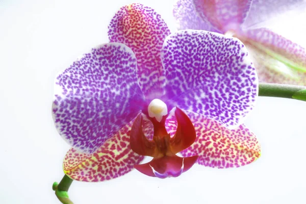 Tavasz Orchidea Virágok Virágzik — Stock Fotó