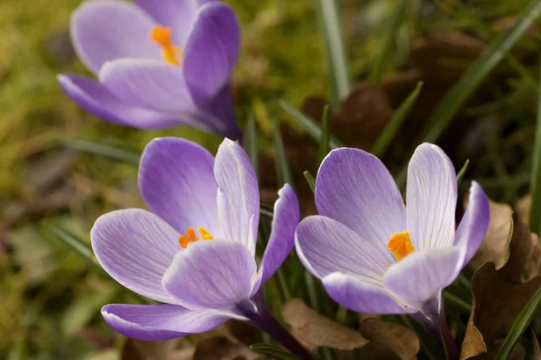 Stock image crocus flowers petals, spring flowers