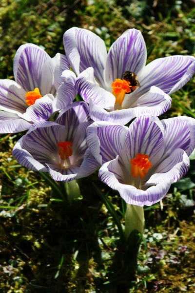 Krokusse Krokusblüten Blütenblätter Frühlingsblumen — Stockfoto