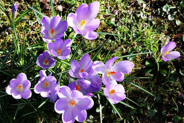 Crocus Flowers Spring Flora Petals — Stock Photo, Image
