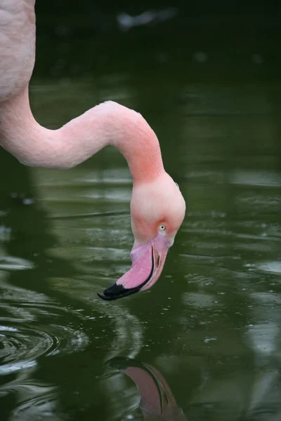 Graziler Vogel Het Roze — Stockfoto